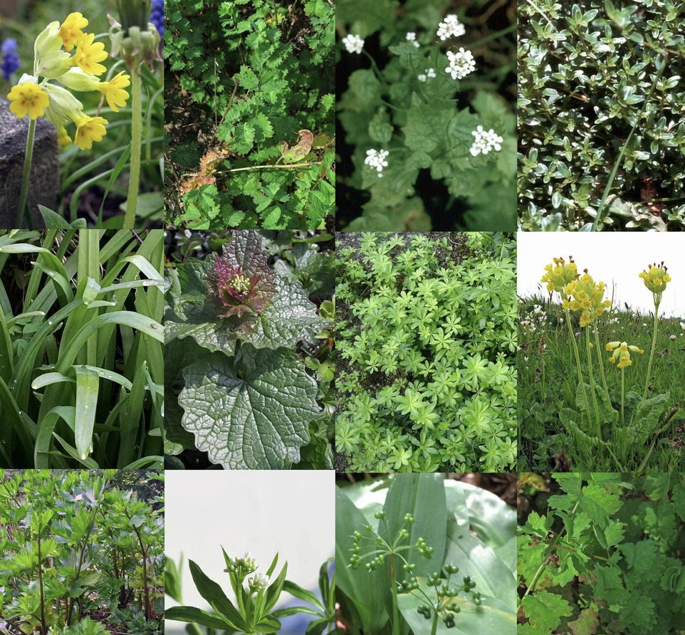 Guida Completa alle Verdure ed Erbe Commestibili in Italia: Riconoscimento, Raccolta Sicura e Utilizzo